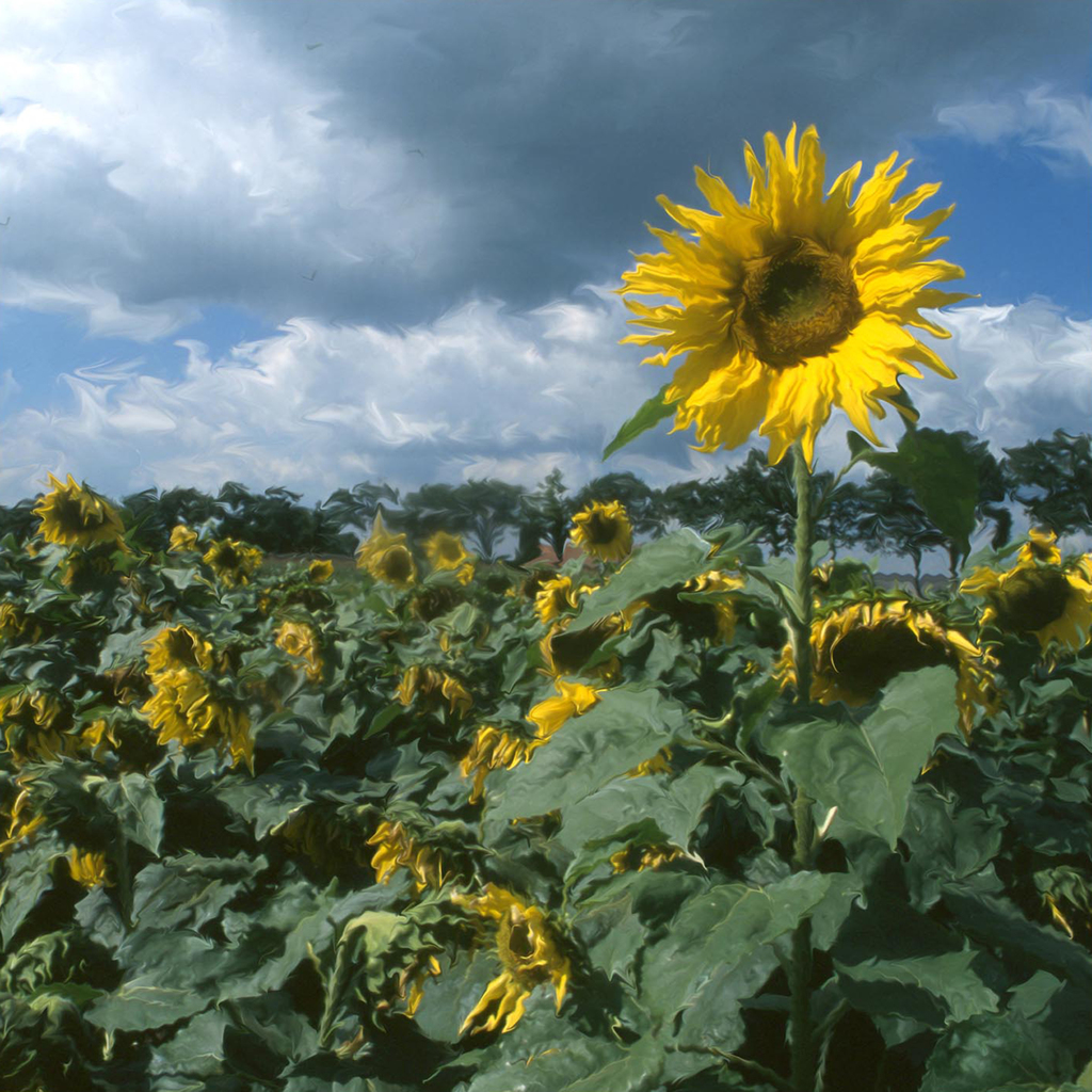 Zonnebloemen