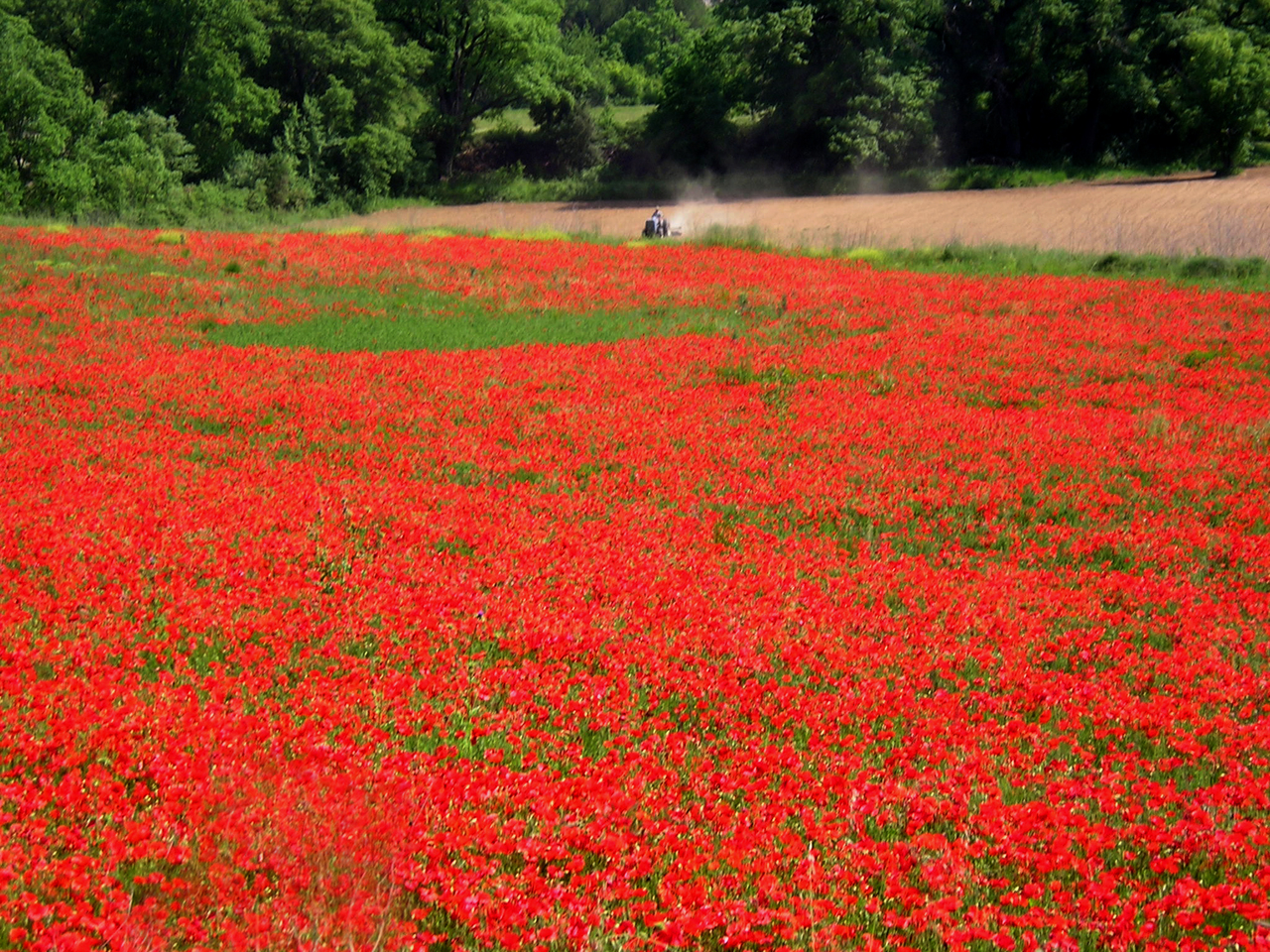 Rode bloemen