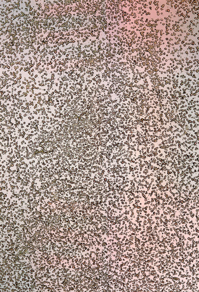 AO-OO-NR.009 (36X24 CM)