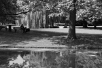 Het stadspark een fijne plek om te vertoeven. Je vergeet even dat je je in de stad bevindt en er komt een rust over je heen door al het groen en de rust op een doordeweekse dag. Er is een verstilling in het park die maakt zich langzaam van je meester en je laat dit gebeuren.