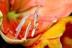 macro/detailfoto's