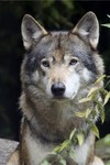 Diverse soorten wolven gefotografeerd in de dierentuin.