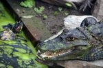 Diverse soorten reptielen in de dierentuin.