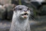 Foto's van Otters gemaakt in dierentuinen.