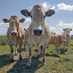 Allerlei dieren op verschillende lokaties.