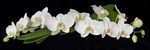Close up panorama's van bloemen