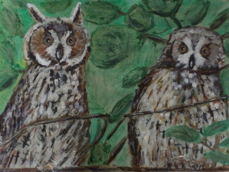 Twee uilen
