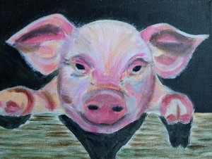Varkens.