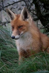 Fotogallerij dieren - Picture Gallery animals