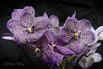 Bloemen in al hun schoonheid