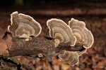 Prachtige creaties der natuur