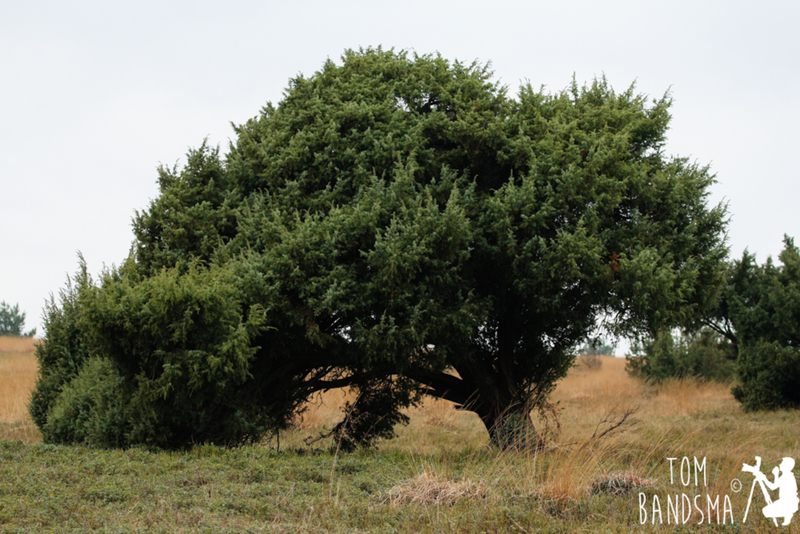 Jeneverbes (Juniperus Communis)