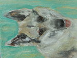 dieren