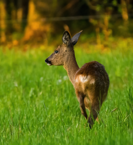 Dier en hun omgeving.