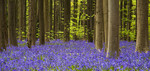 Klik 2x op de foto om deze in groter formaat te zien - Click 2x on the photo to see it in full size