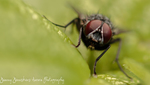 Klik 2x op de foto om deze in groter formaat te zien - Click 2x on the photo to see it in full size