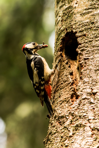 Klik 2x op de foto om deze in groter formaat te zien - Click 2x on the photo to see it in full size