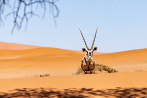 Klik 2x op de foto om deze in groter formaat te zien - Click 2x on the photo to see it in full size
