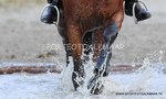 Springen , TREC , Trials etc.