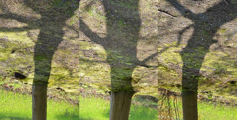 grafisch landschap Tree shadows