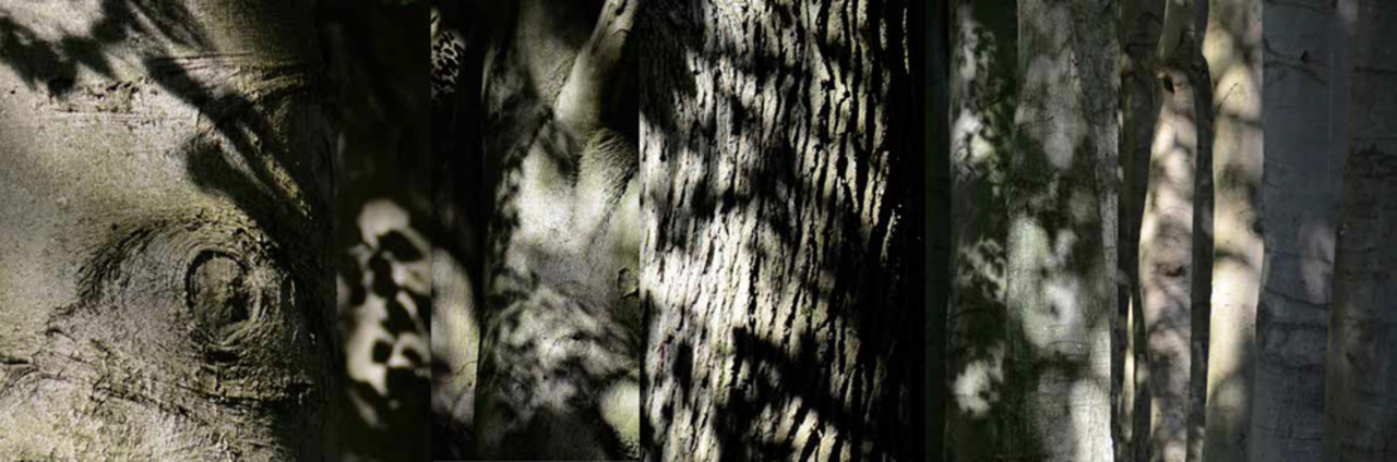 grafisch landschap Bark shadow