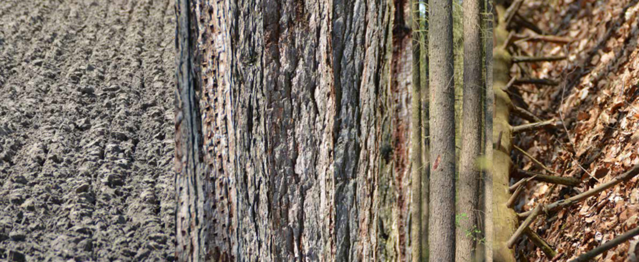 grafisch landschap Ground tree