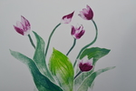 Elk jaar weer, 'n bol, en dan 'n prachtige bloem. Het wordt weer Lente.