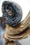 Deze vormen en objecten zijn met de techniek Naked Raku gestookt. Voor meer informatie over het Naked Raku-stoken, kijk op de desbetreffende pagina.