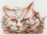 katten en poezen in diverse gemoedstoestanden
