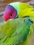 Lovebird