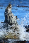 Zeehond