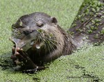 Otter