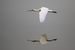 Passie voor vogels probeer je te vangen in beelden. Beleef het mee
