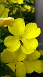 Bloemen, planten en paddestoelen
