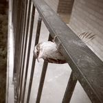 vogels