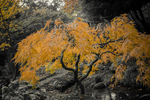 Japanse tuin in park Clingendeal