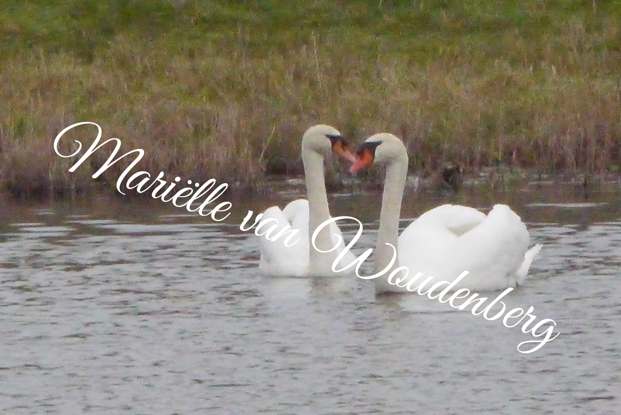 Zwanen samen
