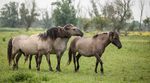 Foto's van Koniks Paarden op de Oostvaarders Plassen bij Lelystad.