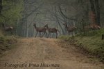 Edelherten kom je met regelmaat tegen op de Veluwe, of bij het Kroondomein.