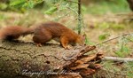 Eekhoorn op de Hoge Veluwe, hij/ zij kwam even een hapje halen .