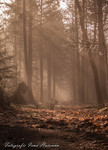 Bos-paden- Heide