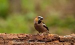Vogels in Nederland