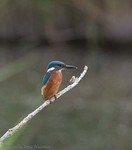 IJsvogels in Nederland