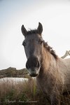 Foto's van Koniks Paarden in de Mist.
