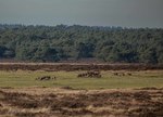 Moeflons op de Hoge Veluwe