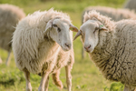 schapen