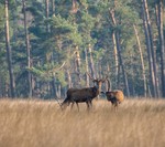Edelherten velen al zonder gewei, nog even dan allemaal zonder. Zeker blijven ze mooi om te zien.