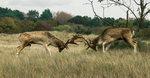 Verschillende soorten van natuur fotografie