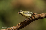 Vele soorten vogels te zien bij Boshut.