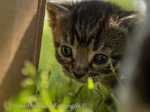 Kittens altijd leuk voor de fotografie